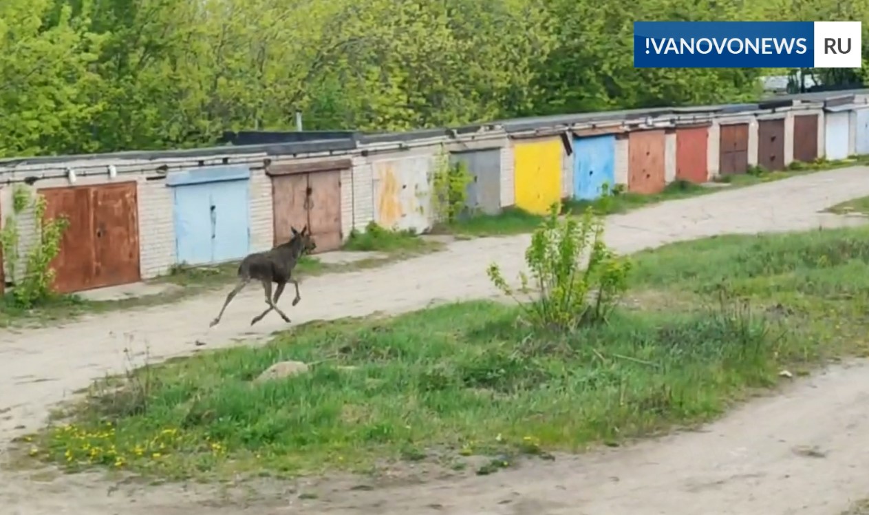 В Иванове в районе «Таганки» ловили лося | Новости города Иваново и  Ивановской области