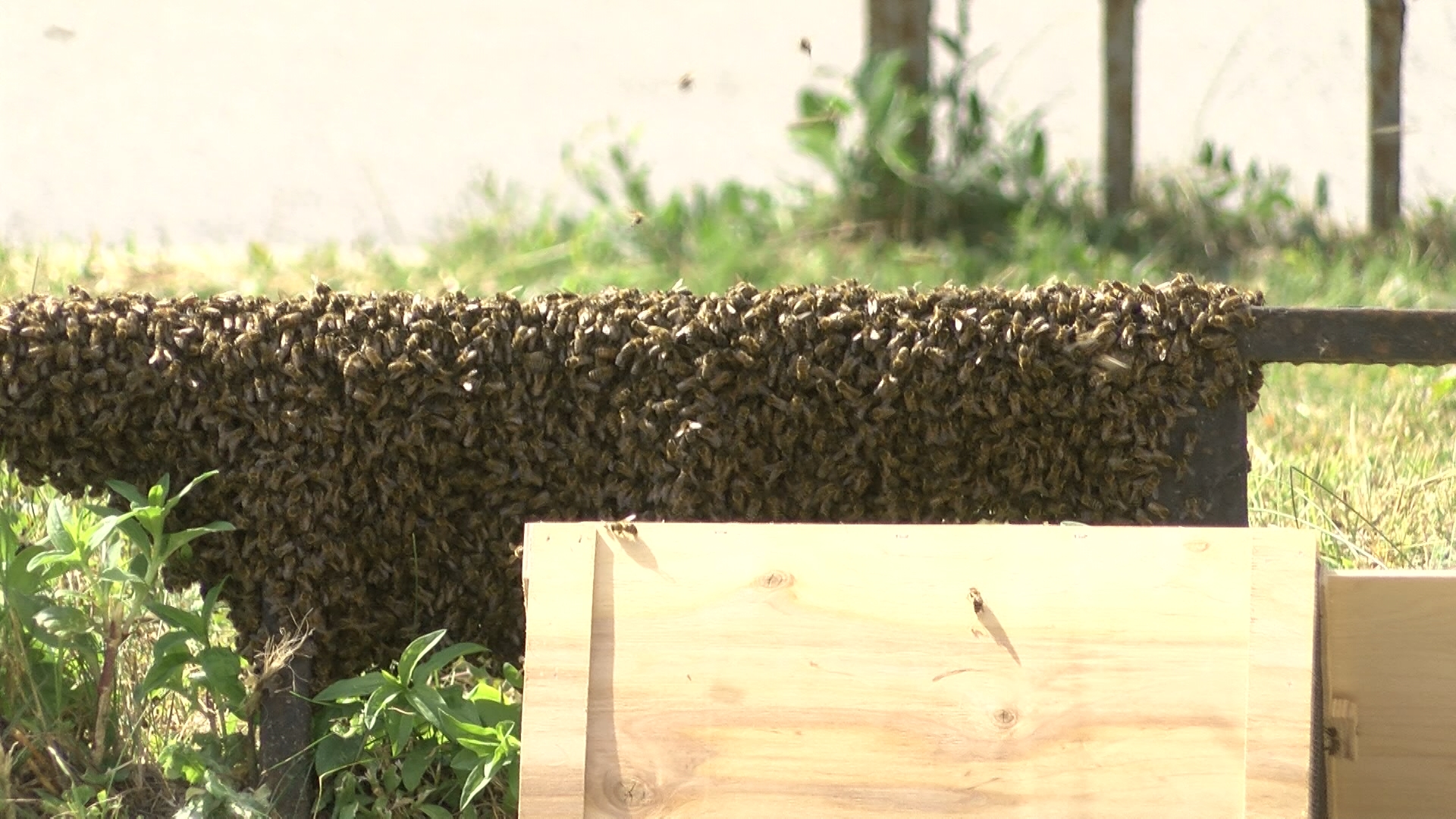 Улей для диких пчел - 10 различных вариантов