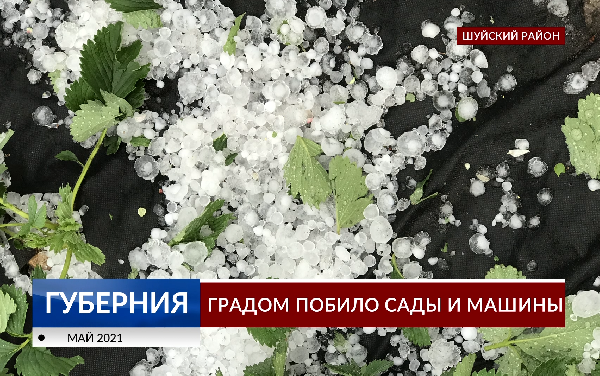 Капусту побило градом. Рассаду побило градом. Томаты побило градом что делать. Лук побило градом сломал перо что делать.