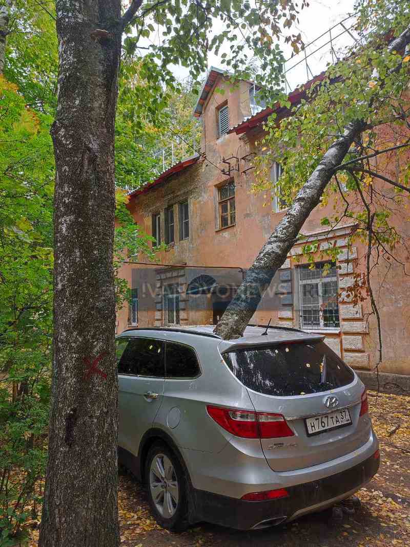 В Иванове жителям пришлось за свой счет убирать с автомобиля рухнувшее  дерево | Новости города Иваново и Ивановской области