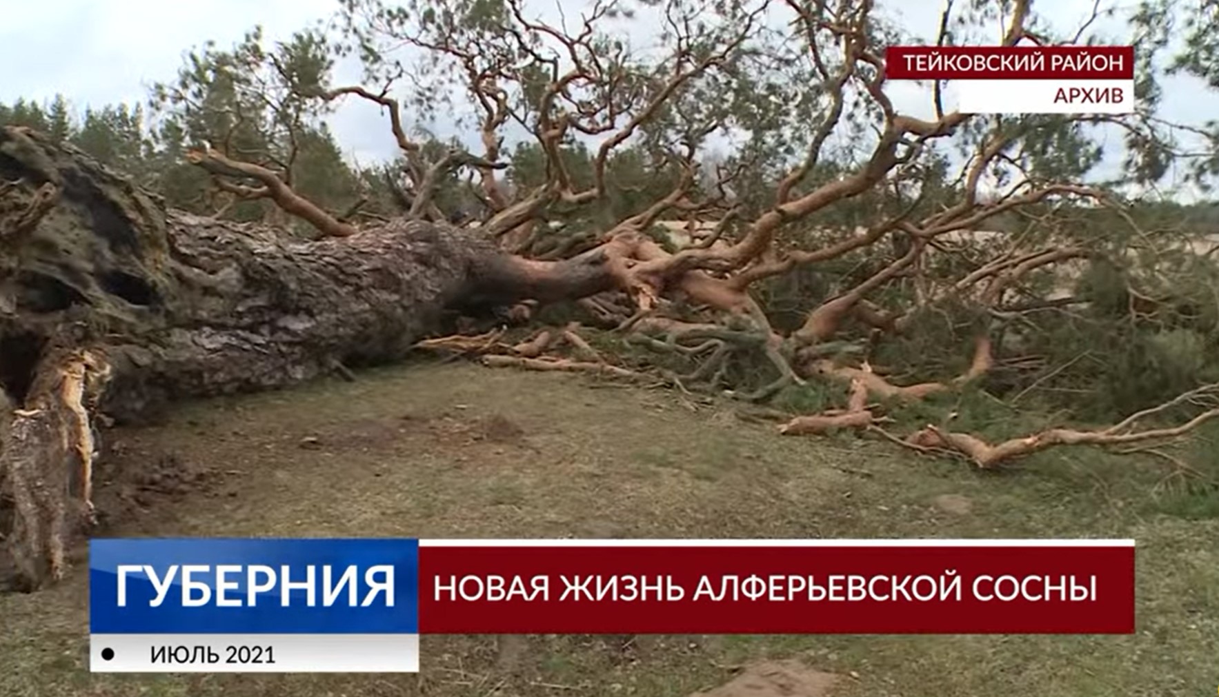 В Ивановской области освятят часовню из ствола реликтовой сосны | Новости  города Иваново и Ивановской области