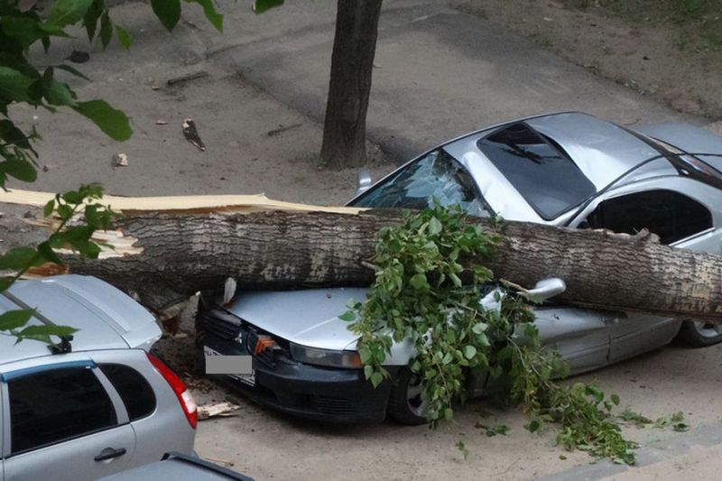 Упало дерево на машину иск образец