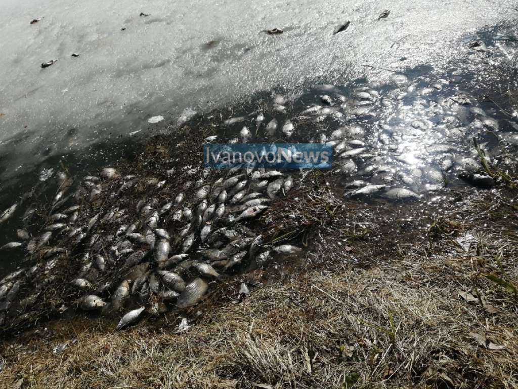 На канале Волга-Уводь в районе Погоста произошел массовый мор рыбы |  Новости города Иваново и Ивановской области